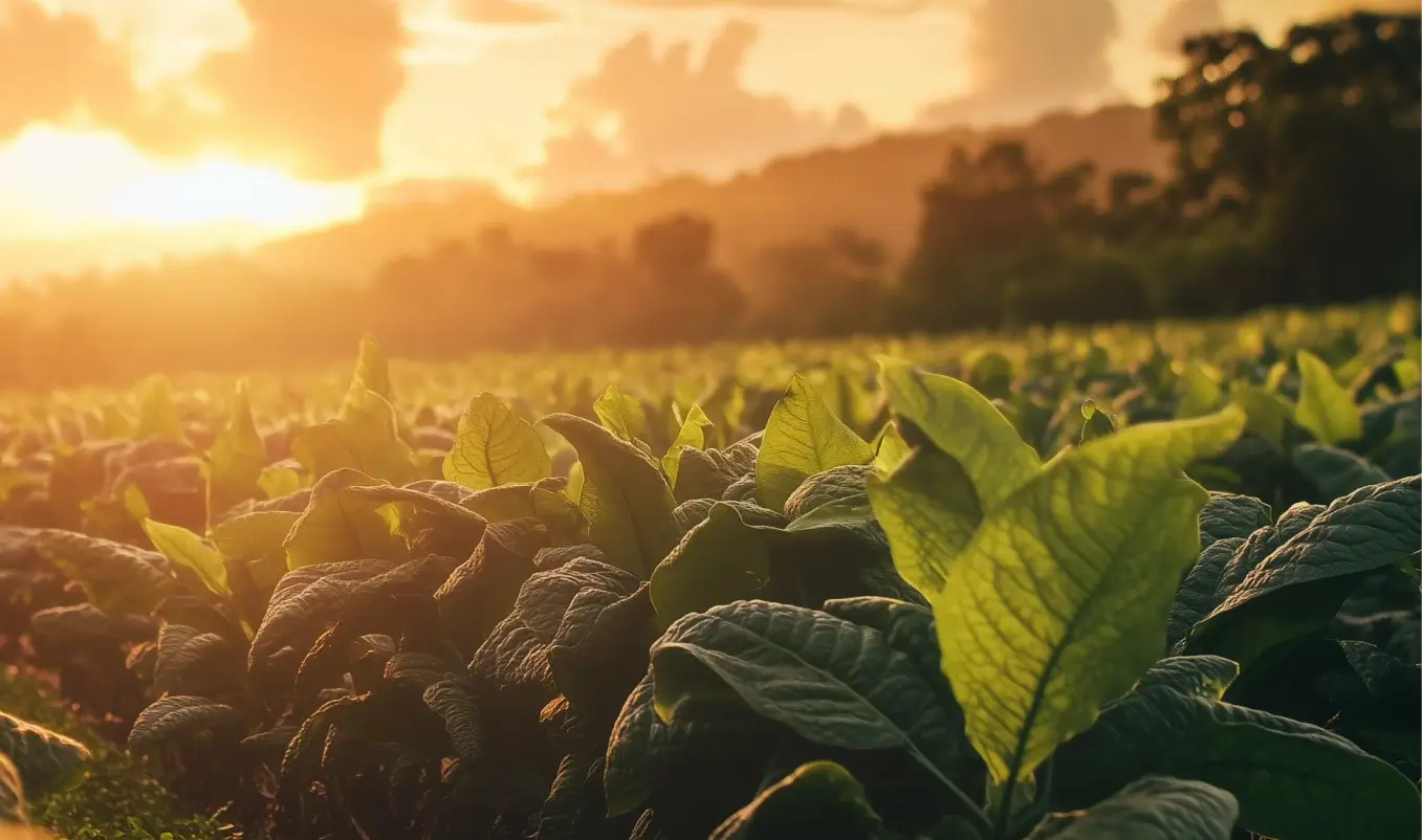 erfume-grade botanicals